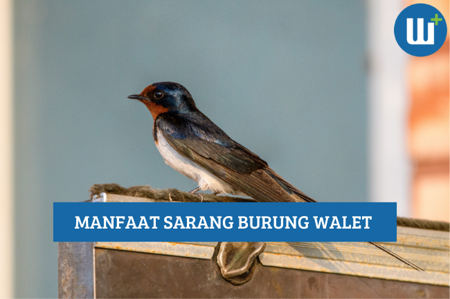 5 Manfaat Sarang Burung Walet bagi Kesehatan, Apa Saja?